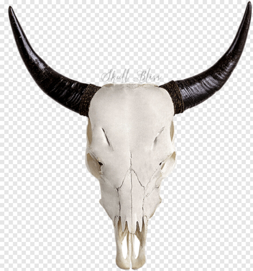  Black Skull, Bull Skull, Cow Skull, Skull Tattoo, Pirate Skull, Cow Head
