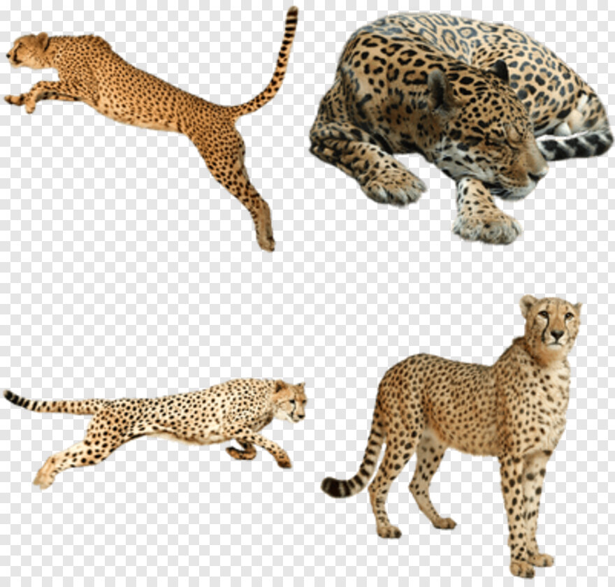 cheetah-print # 512413