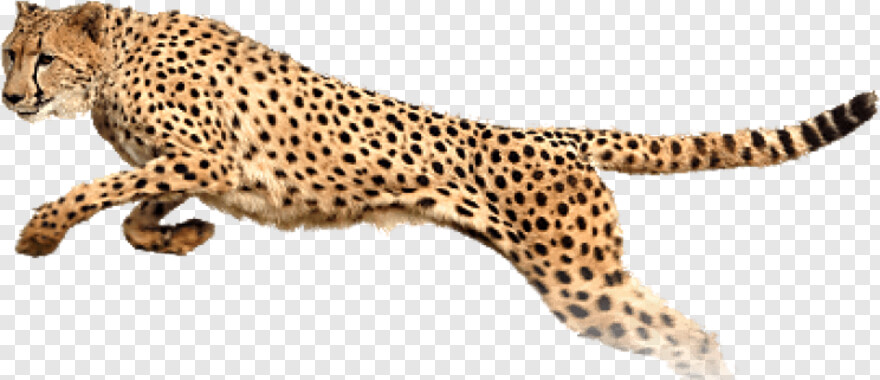 cheetah-print # 1029564