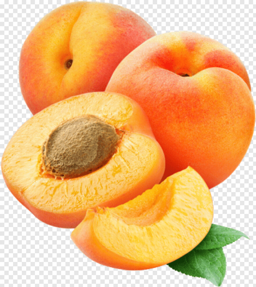 apricot # 496329