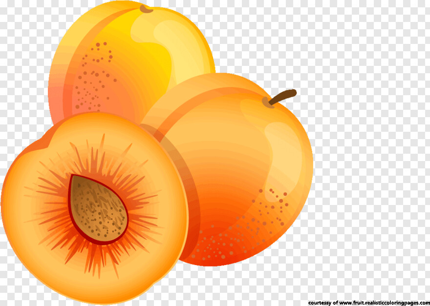 apricot # 496336