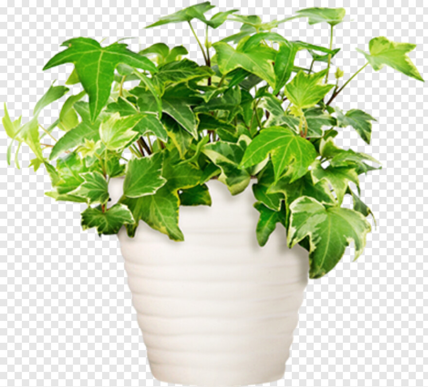 potted-plant # 652076