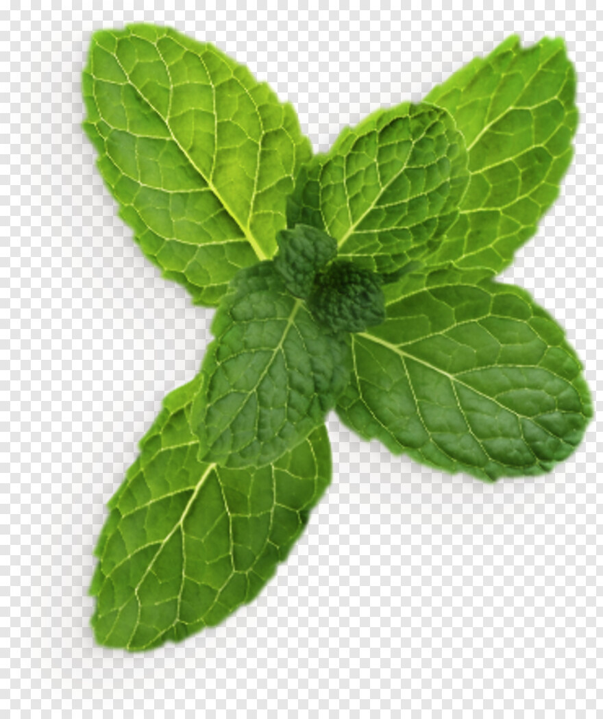  Mint Leaves, Leaf Crown, Green Leaf, Leaf Clipart, Mint, Christmas Leaves