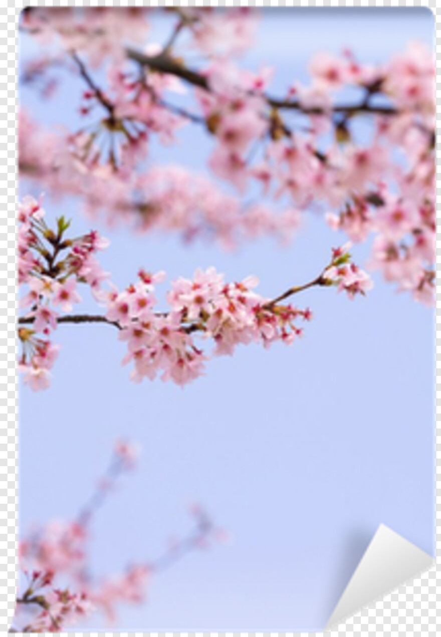 cherry-blossom-flower # 344429