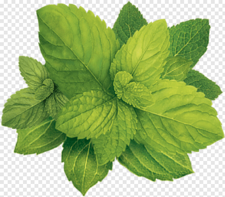 tobacco-leaf # 652041