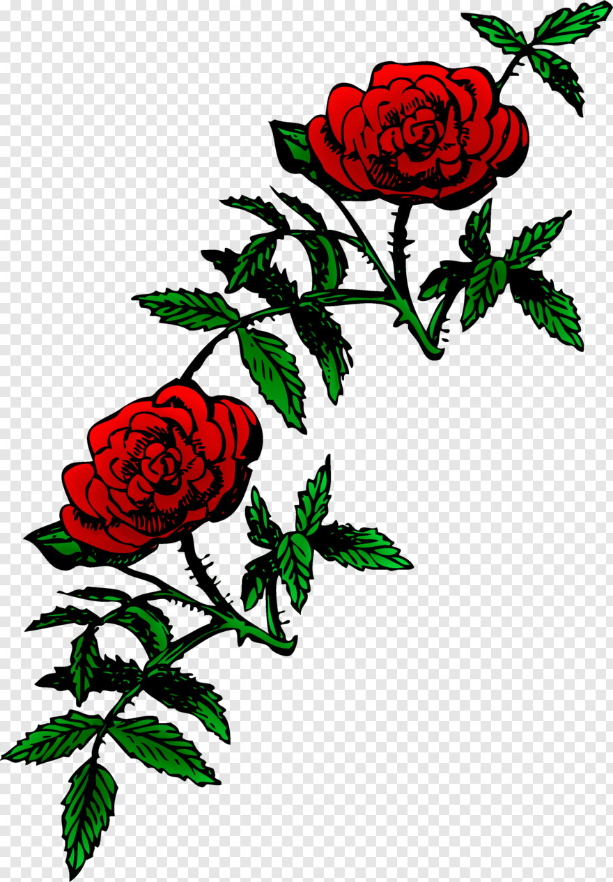 red-rose # 892721