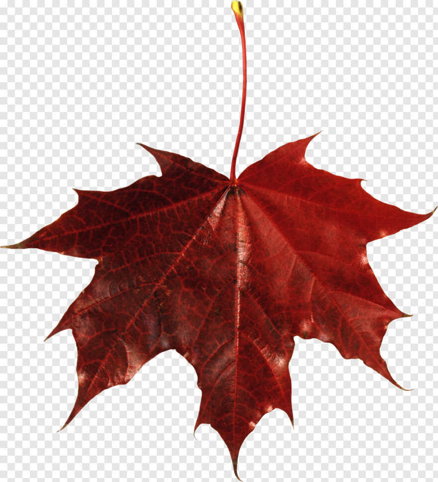fall-leaf # 441976