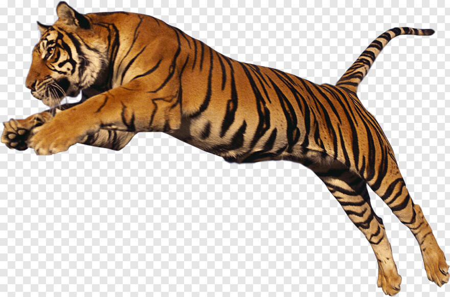 detroit-tigers-logo # 513214