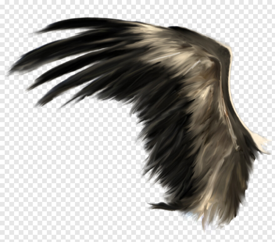 black-angel-wings # 823284