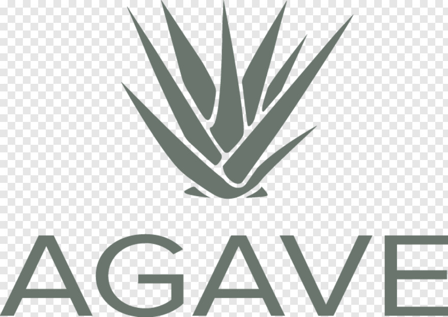 agave # 556961