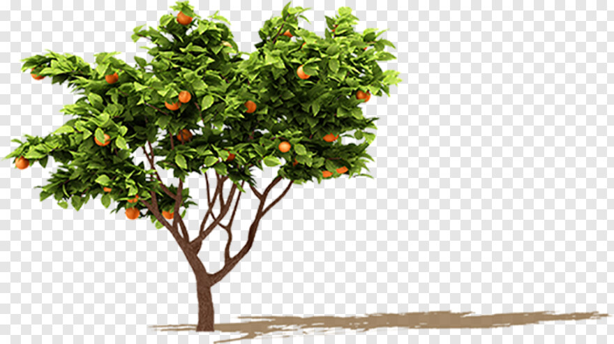 fruit-tree # 461333