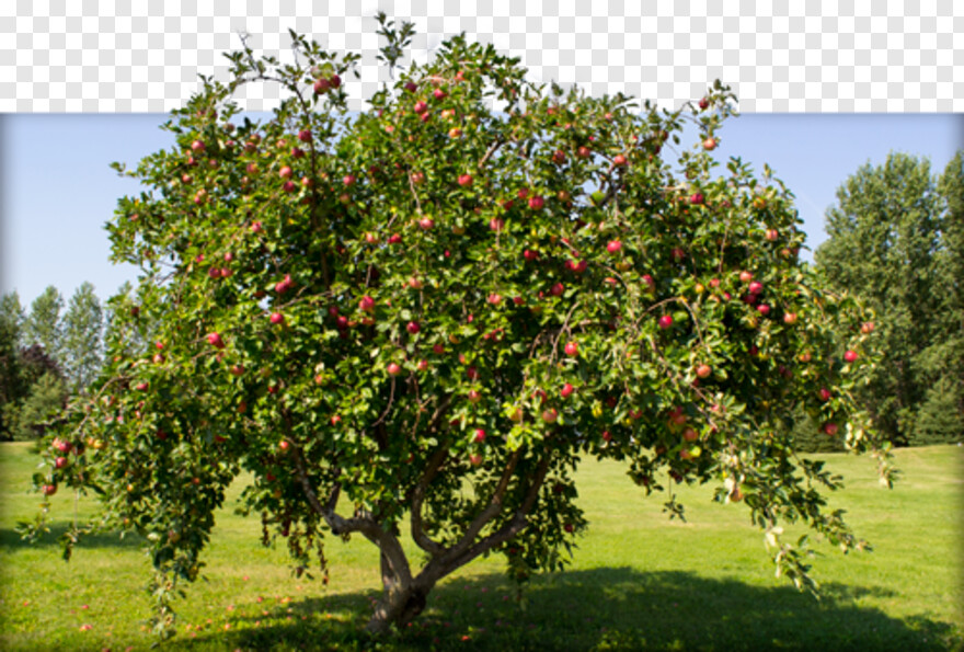 apple-tree # 500693