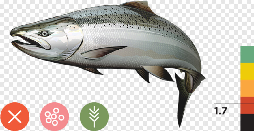 salmon # 633609