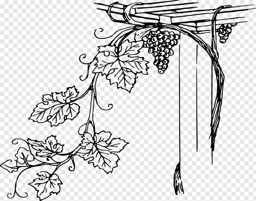 hanging-vines # 472559