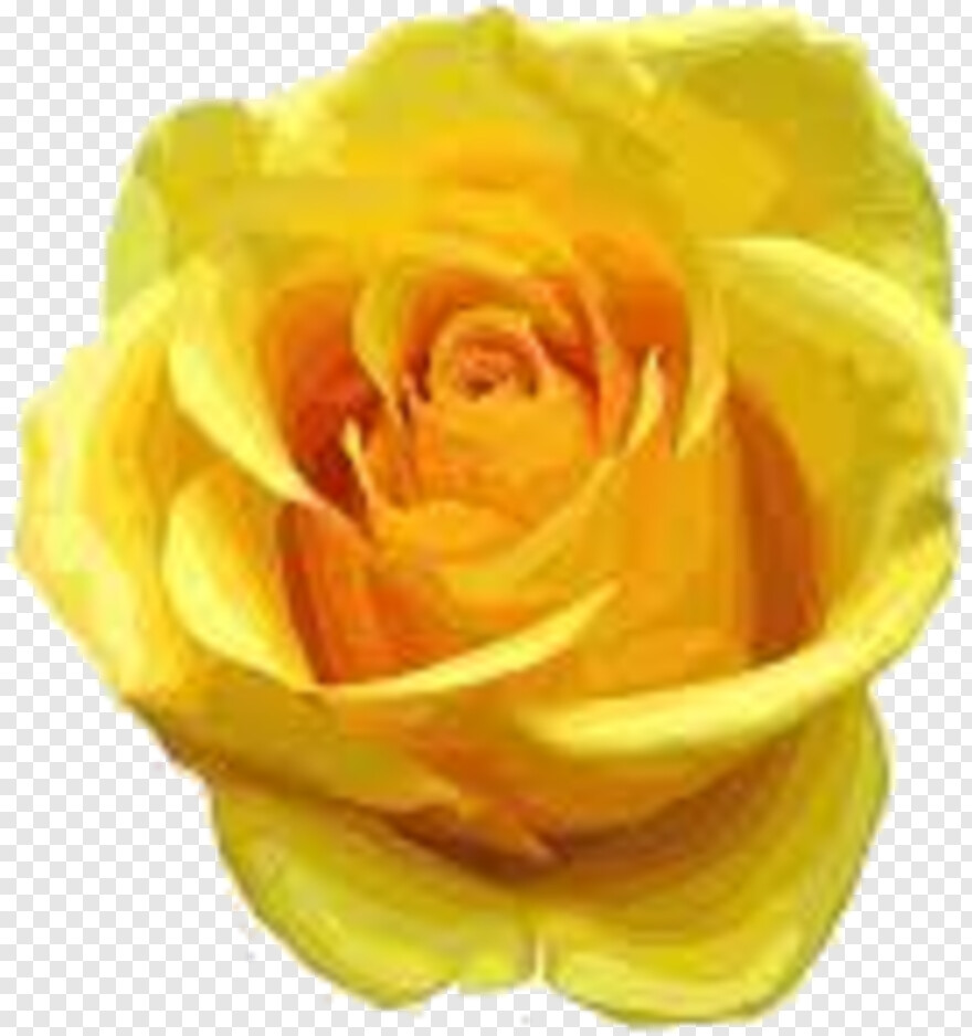 yellow-rose # 824285