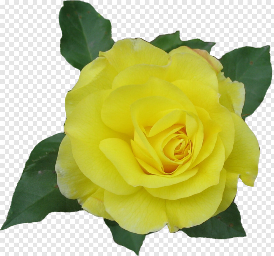  Pink Rose Flower, Rose Flower Vector, Yellow Rose, Single Rose Flower, Rose Flower, Single Rose