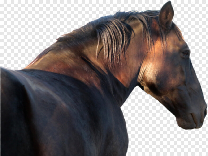  Horse Logo, White Horse, Black Horse, Horse Head, Horse Mask