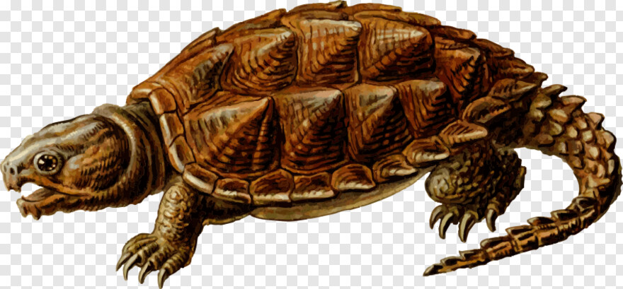 turtle-shell # 538129