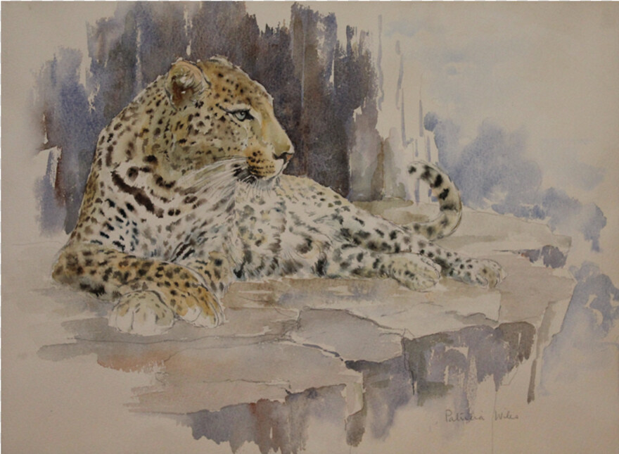 leopard # 558177