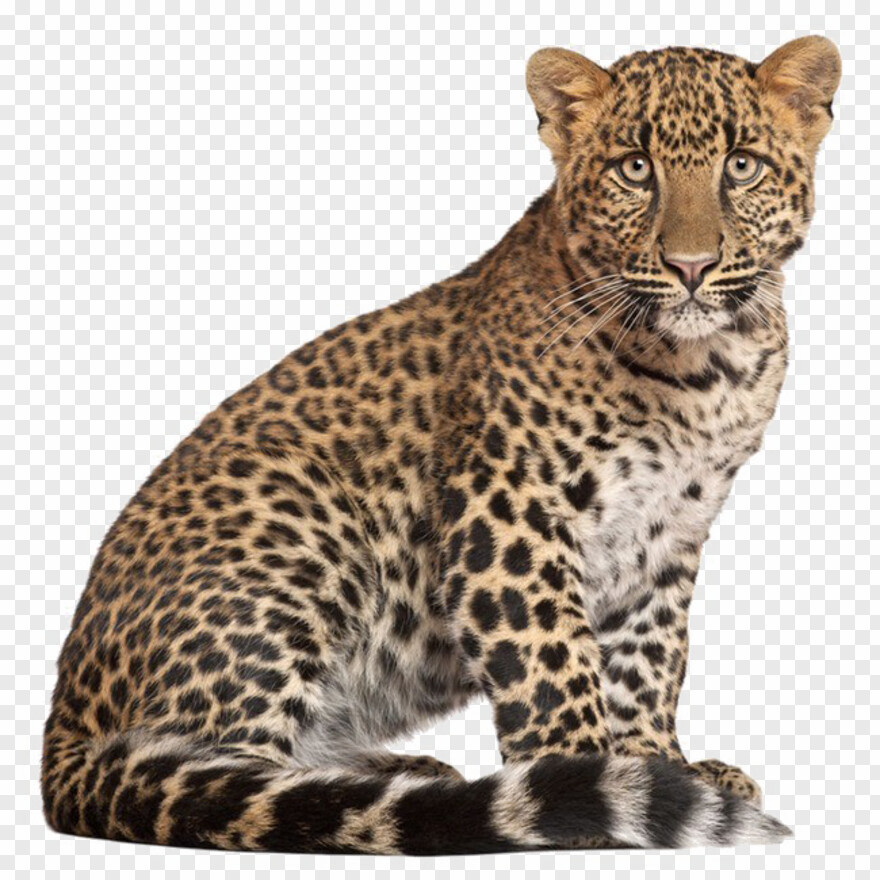 leopard # 430299