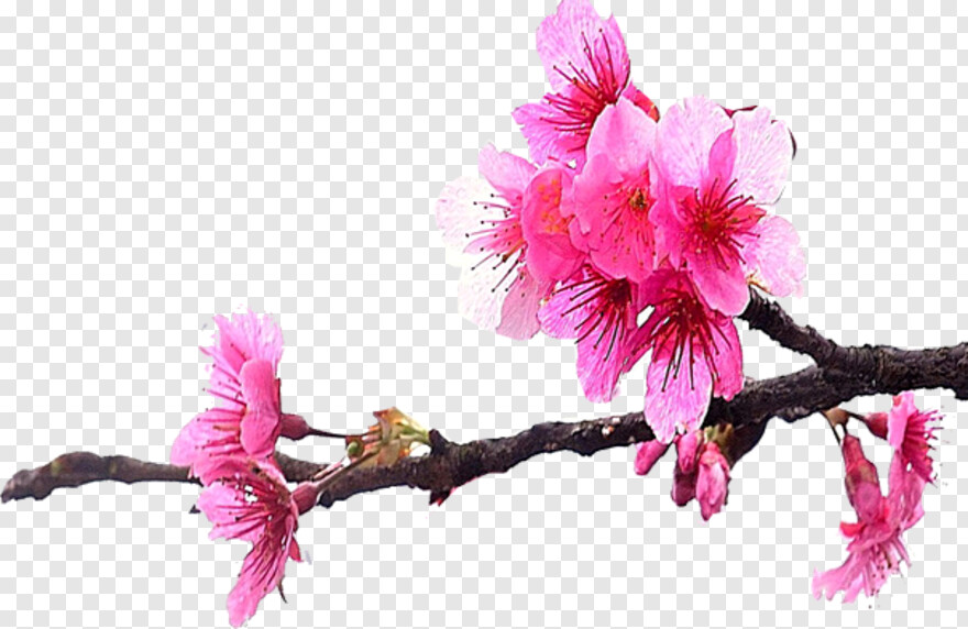 cherry-blossom-branch # 489990