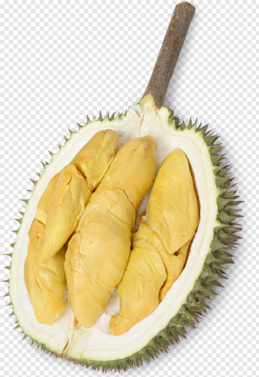 durian # 879056