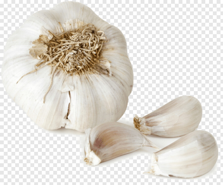 garlic # 837439