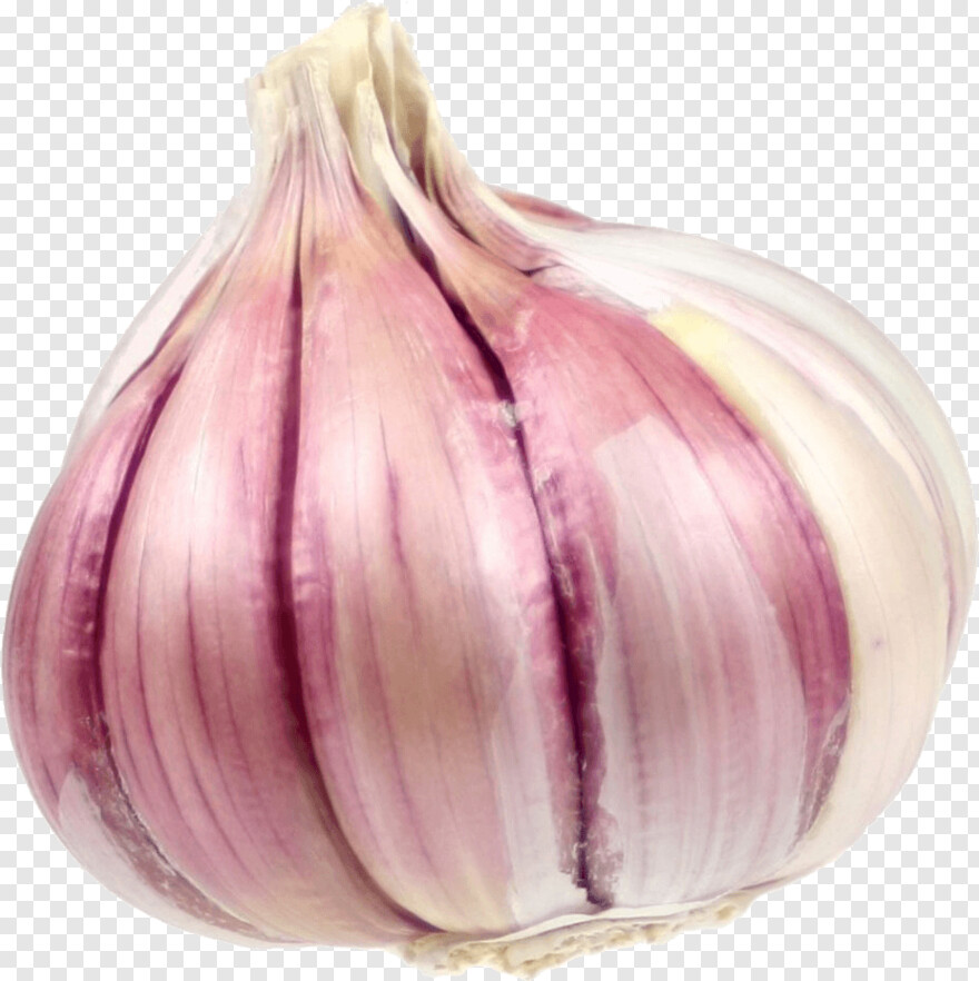 garlic # 803718