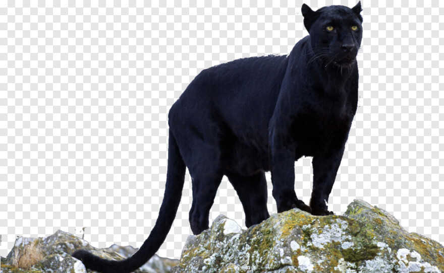 black-panther # 513204