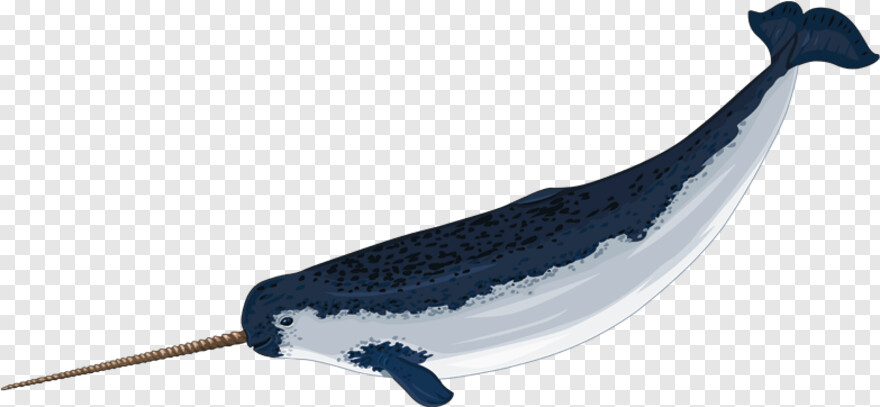 whale # 681509
