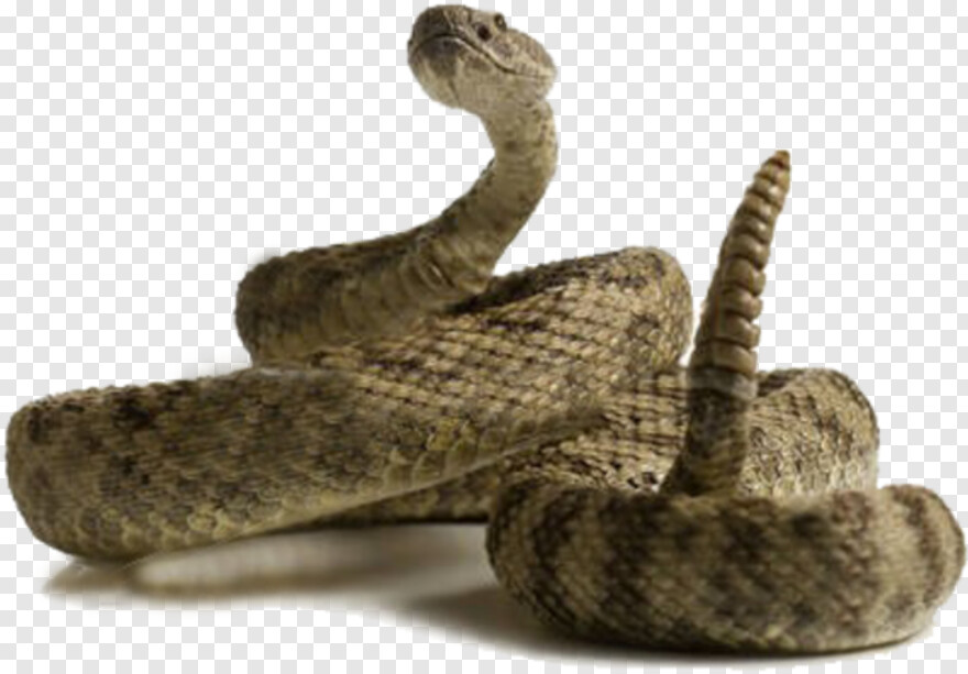 rattlesnake # 638283