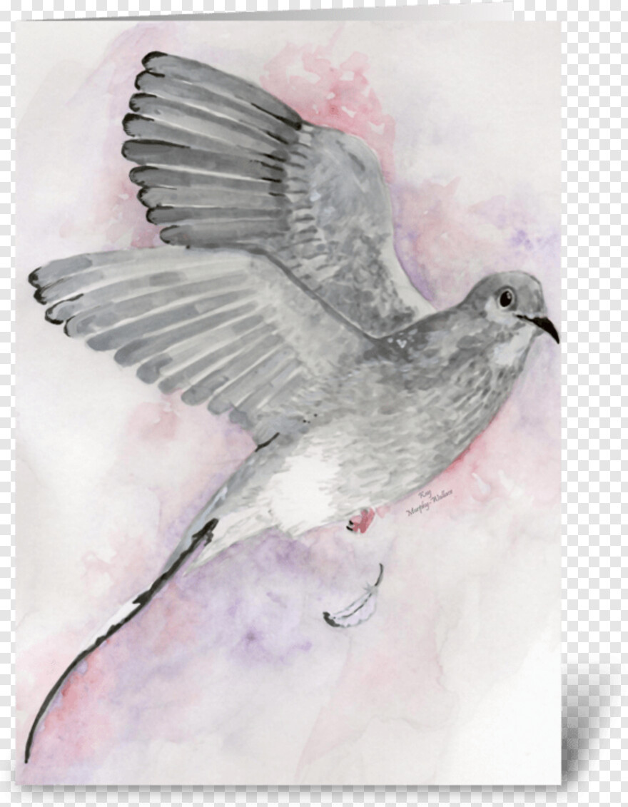 white-dove # 342977
