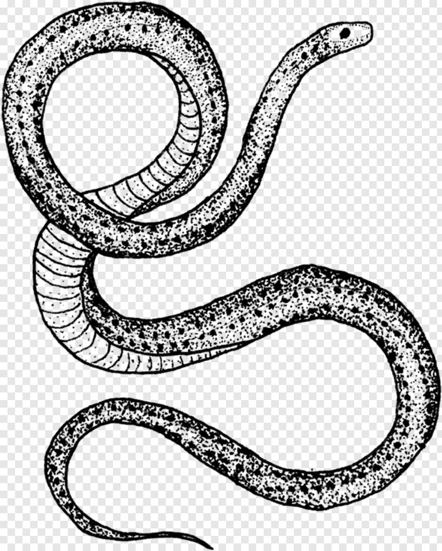 serpent # 524381