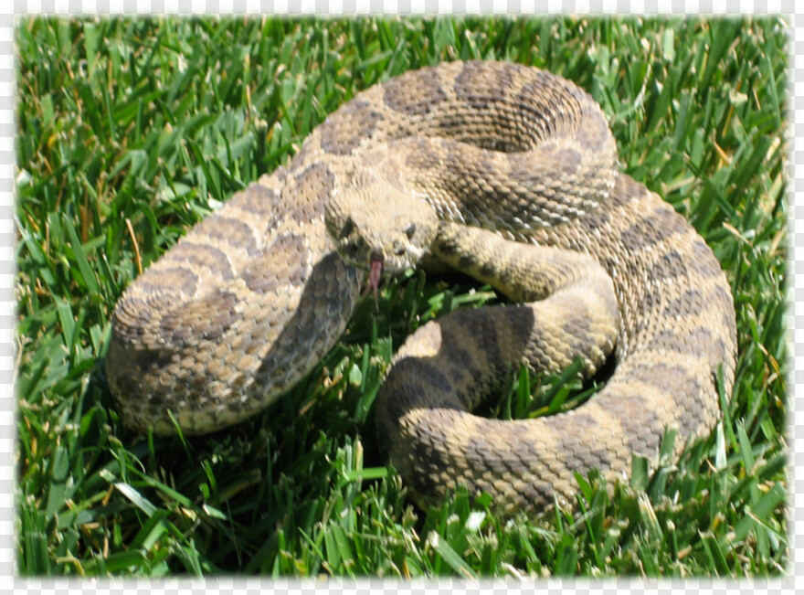 rattlesnake # 426403
