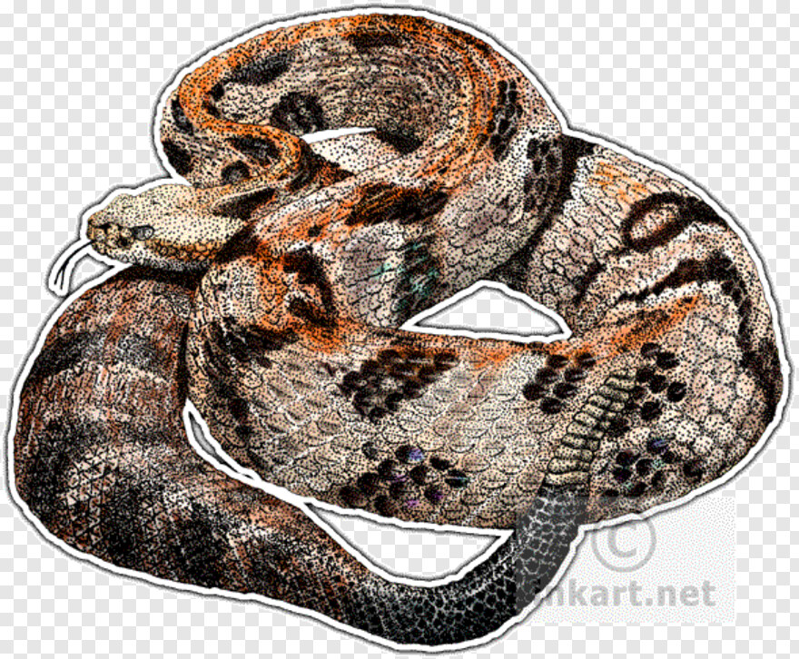 rattlesnake # 350339