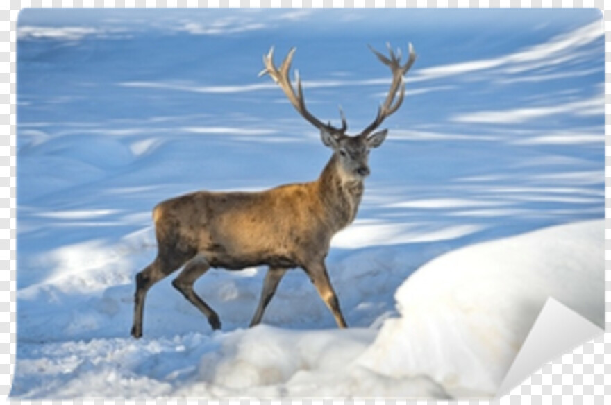 reindeer-antlers # 636479
