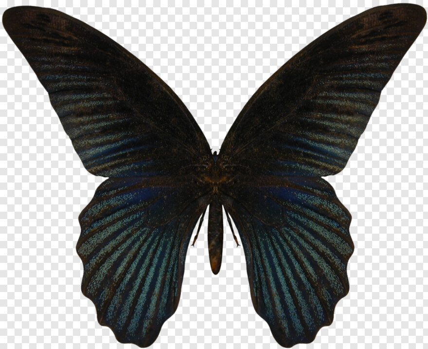 butterfly-wings # 589638