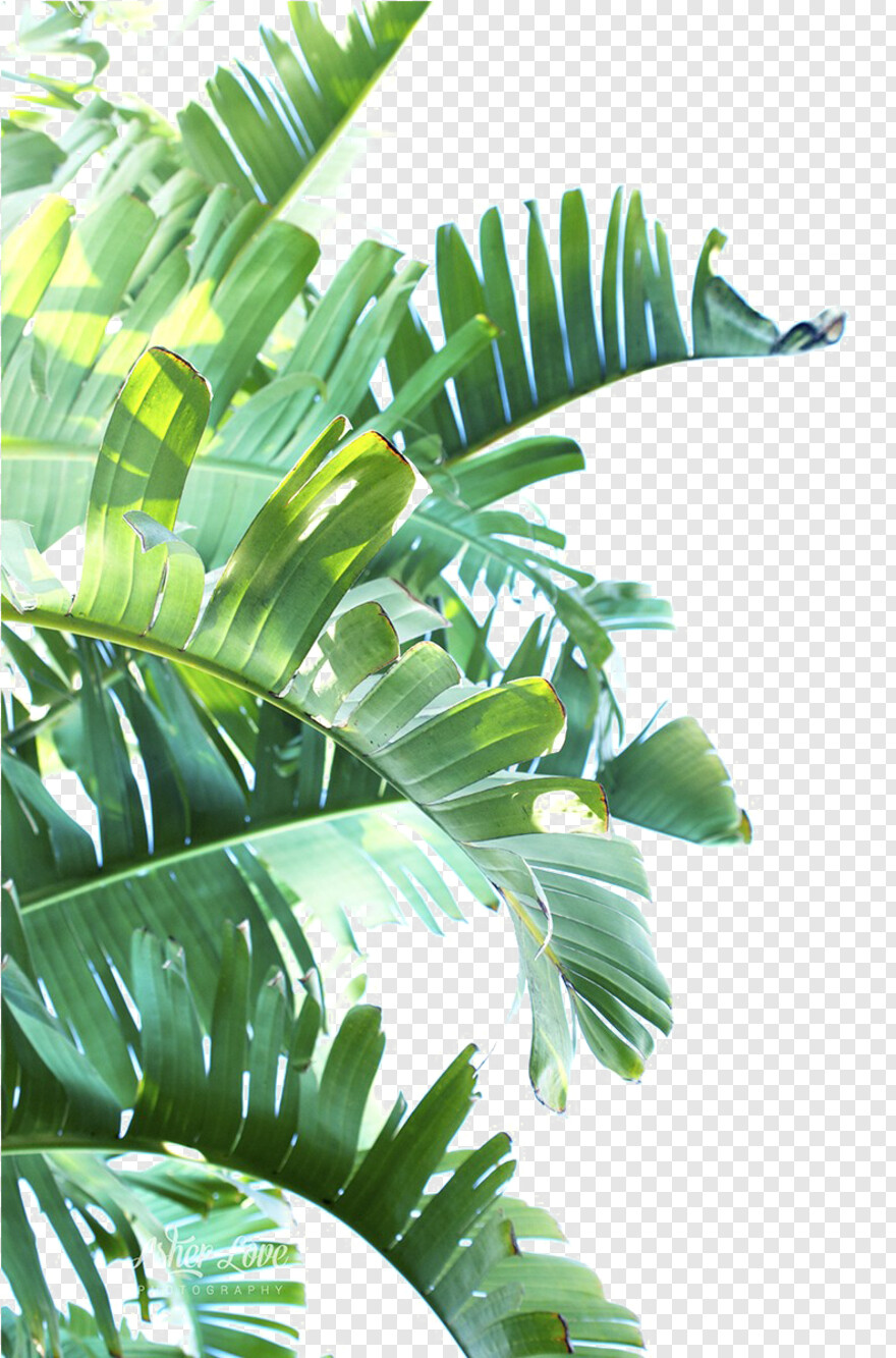 tropical-leaf # 722097