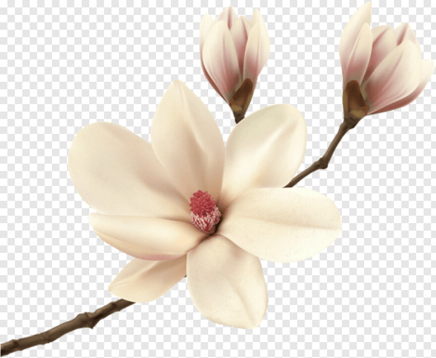magnolia # 315218