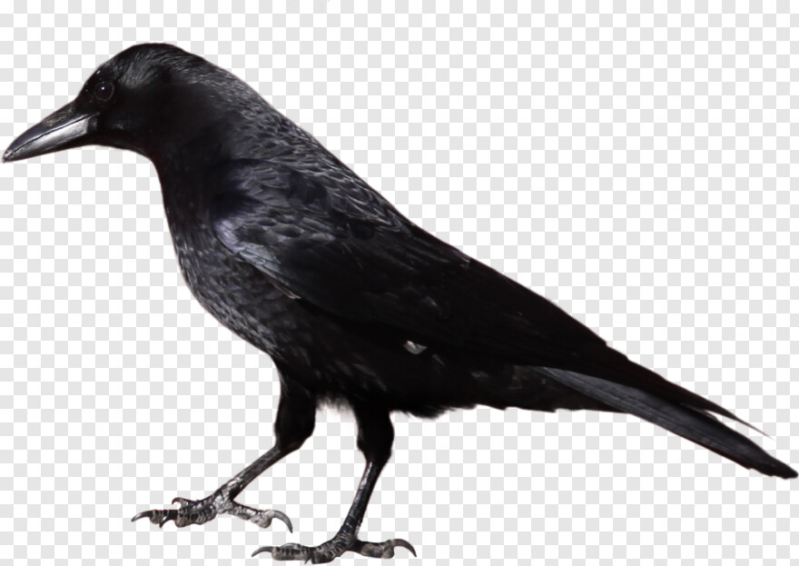 crow # 356861
