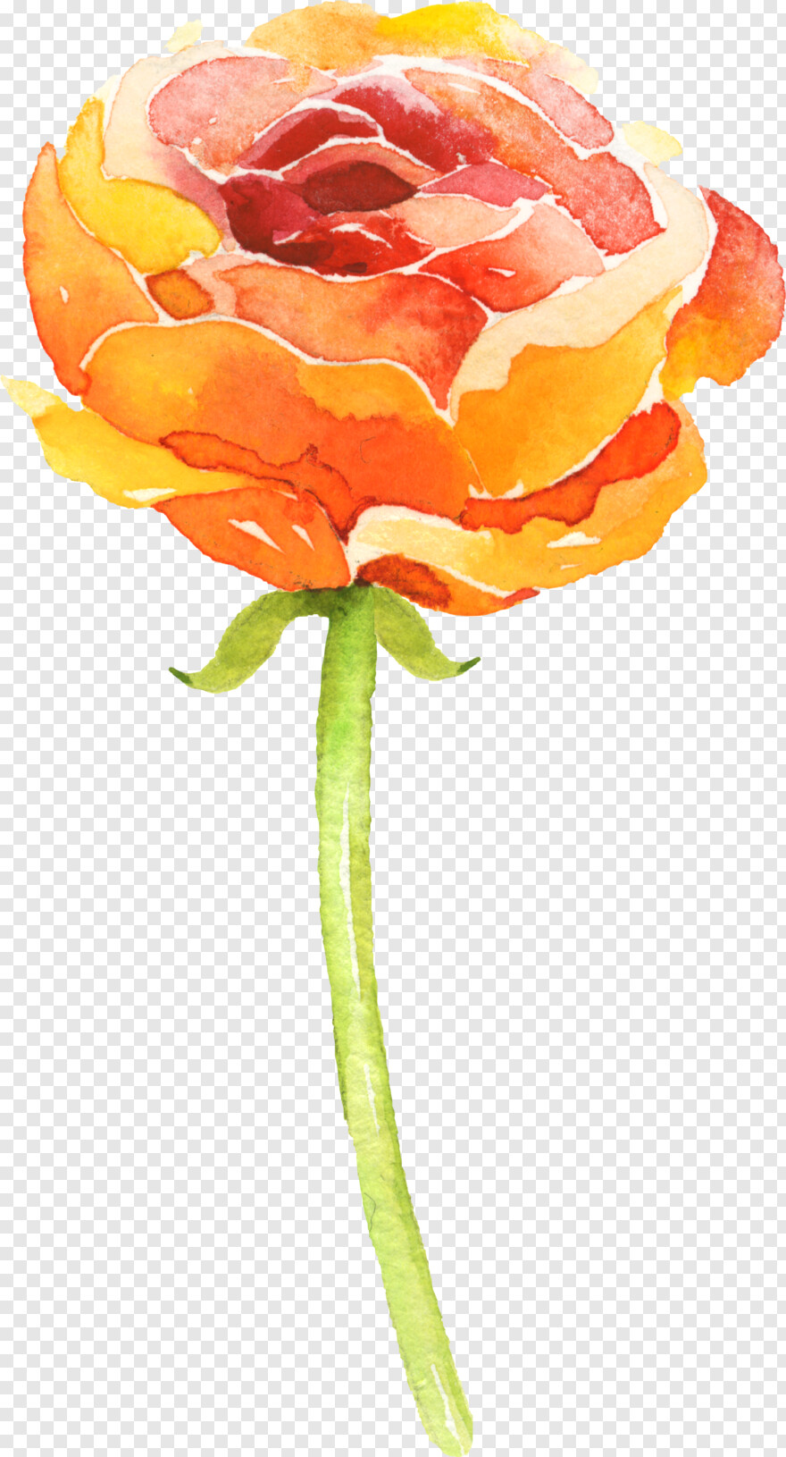 orange-flower # 340559