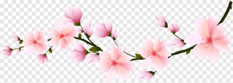 cherry-blossom-petals # 344406