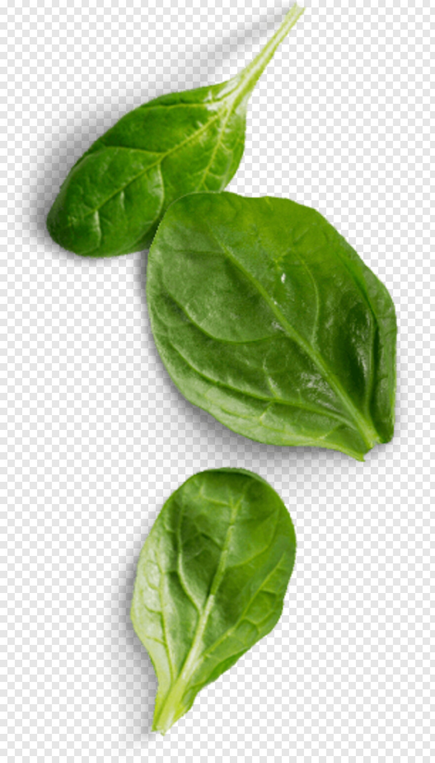 spinach # 656692