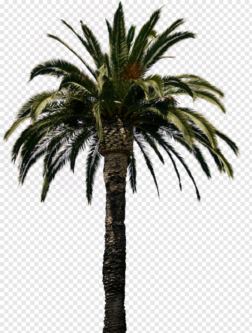 palm-tree-silhouette # 461561