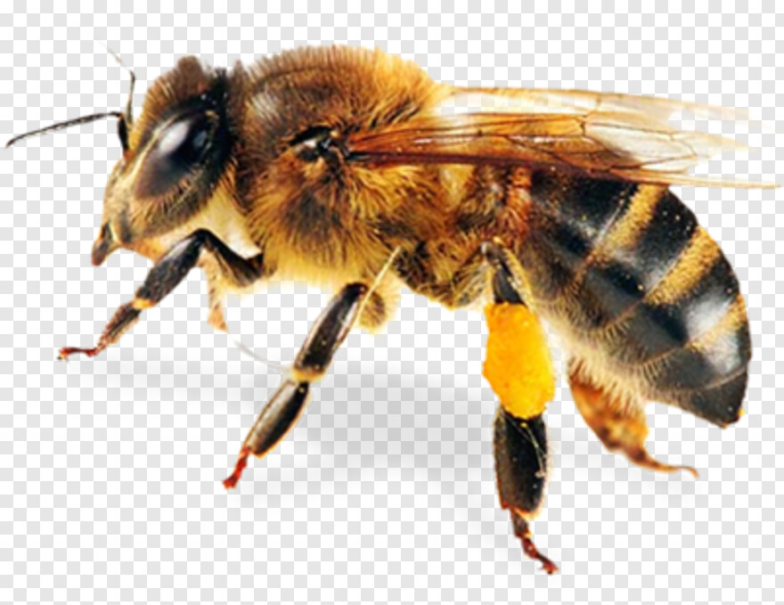 cute-bee # 382472