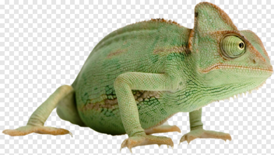 chameleon # 1039034
