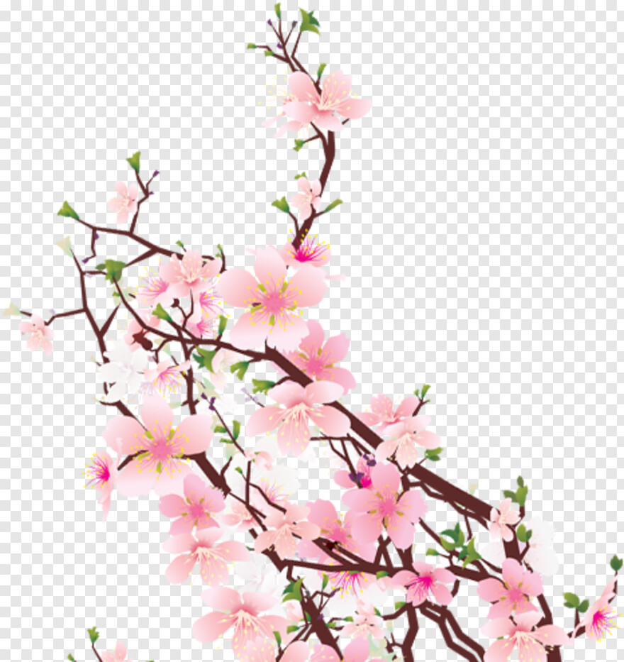 cherry-blossom-petals # 344473