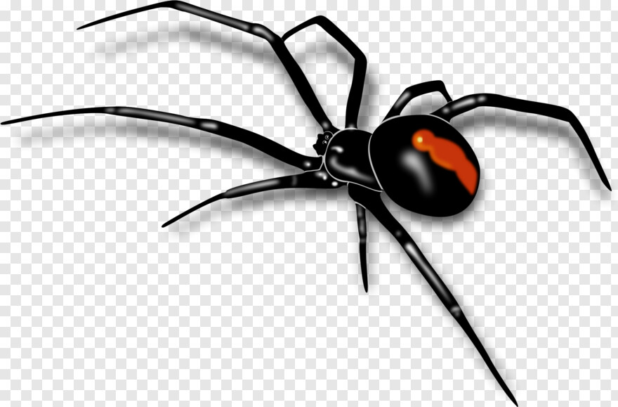 spider-webs # 409501