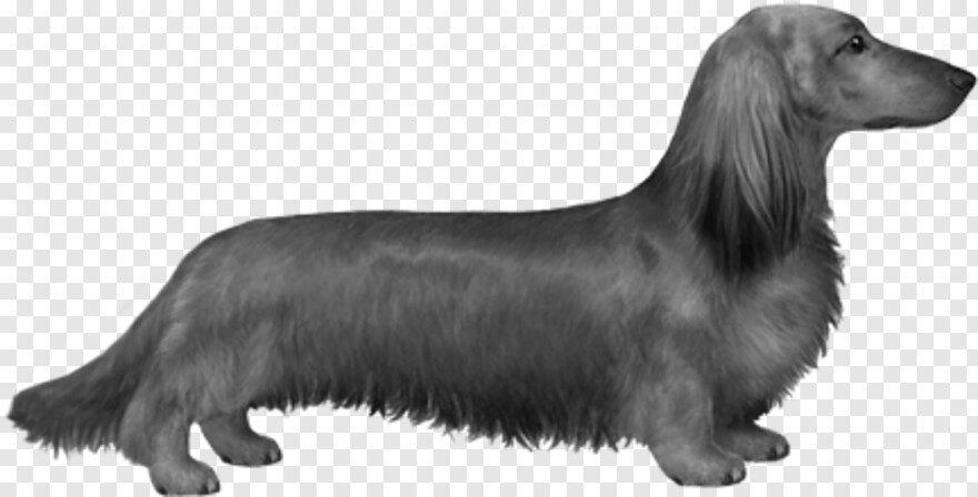 dachshund-silhouette # 930171