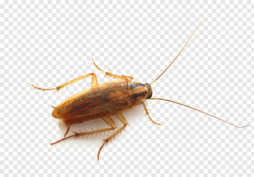 cockroach # 1105220